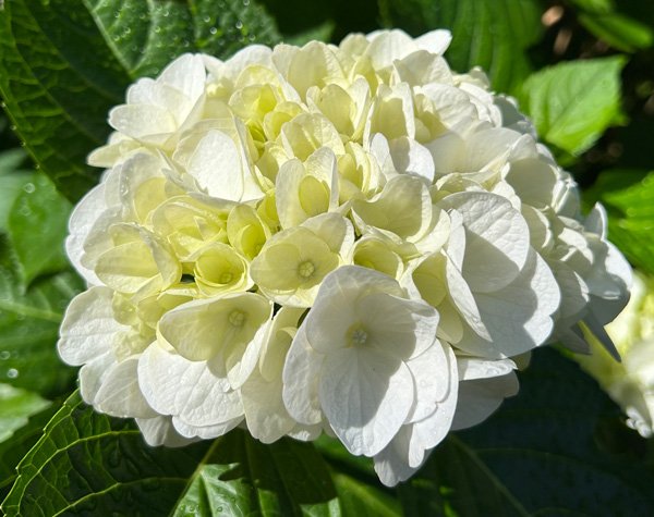 hydrangea2024a.jpg