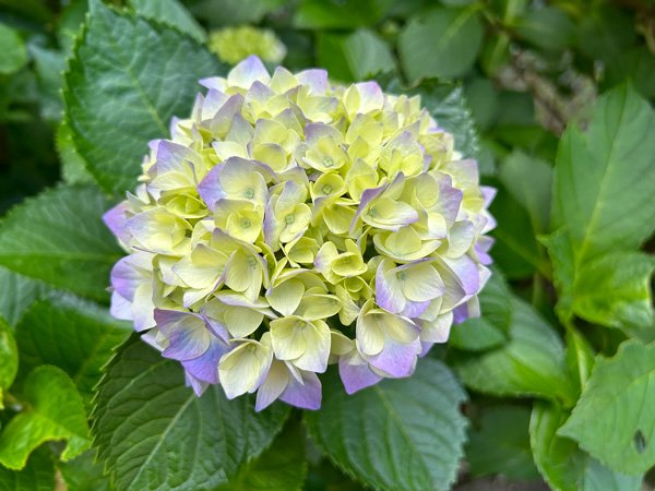 hydrangea2024b.jpg