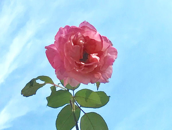 rose0227.jpg