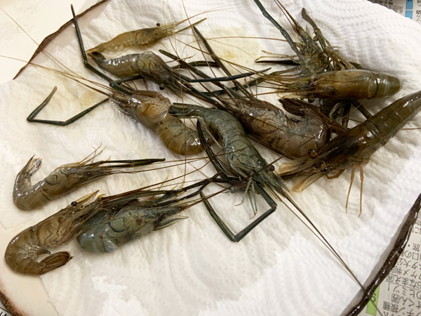 shrimp2.jpg