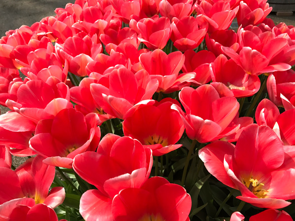 tulips_20200508.jpg